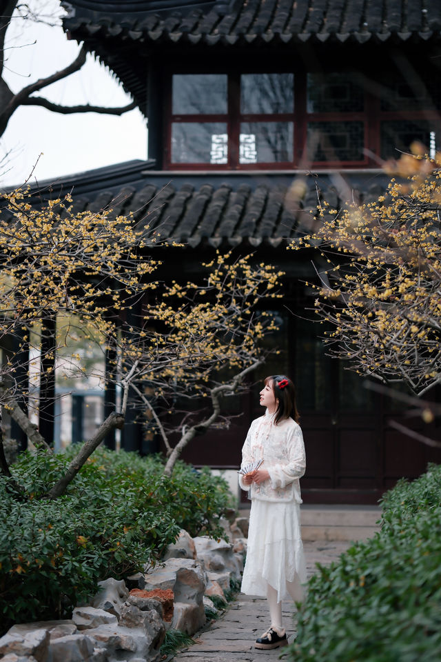 上海梅花季一定要去這個古典園林賞花還免費!! 上海梅花季一定要去這個古典園林賞花還免費!!