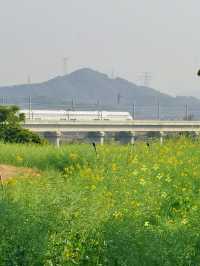 在深圳，一秒走進金黃色油菜花田