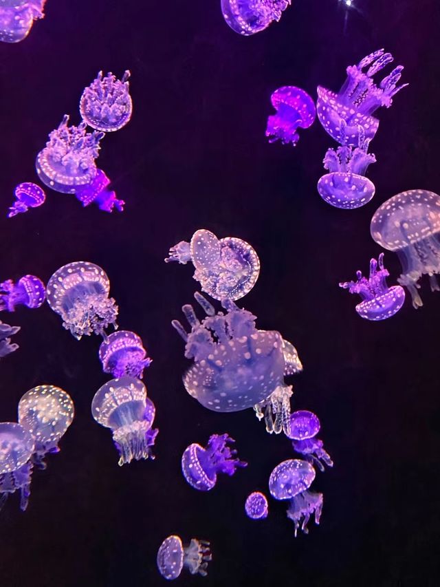 祝你有个藍色的夢