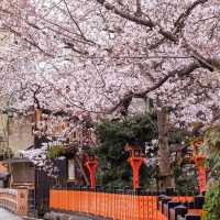 🌸京都岚山 | 坐電車追櫻去啦🌸