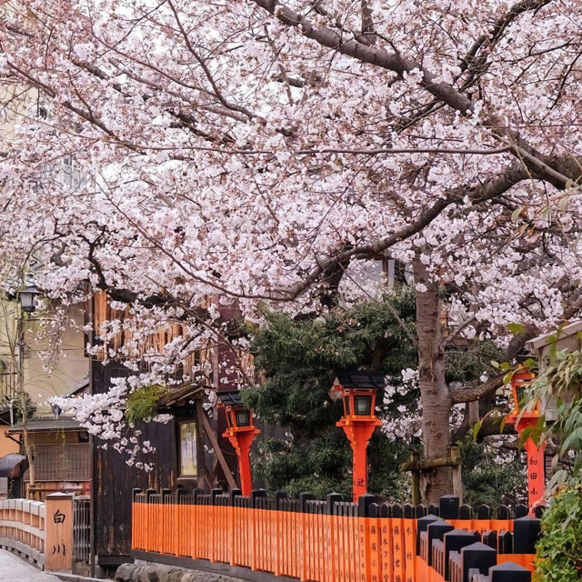🌸京都岚山 | 坐電車追櫻去啦🌸