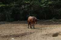 日本對馬島的特別旅程
