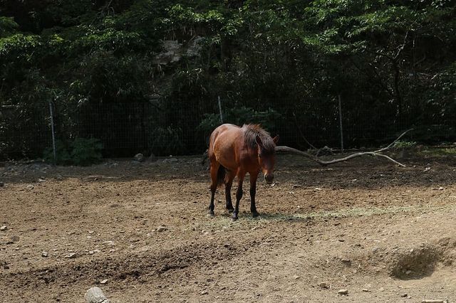 日本對馬島的特別旅程