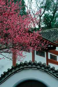 浣花溪•梅花