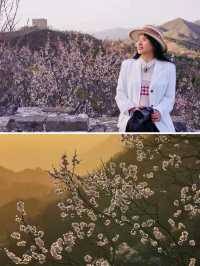 金山嶺長城賞花攻略 | 野杏花盛開了
