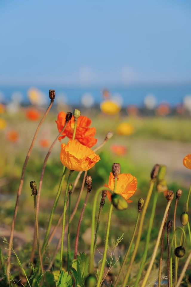 泉州濱海公園虞美人花海：現狀痛心