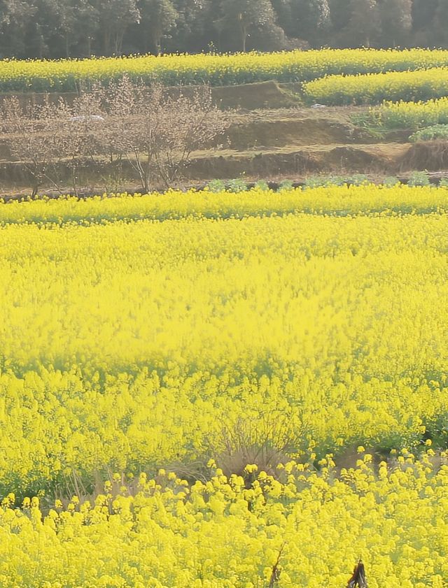浙江台州賞油菜花攻略
