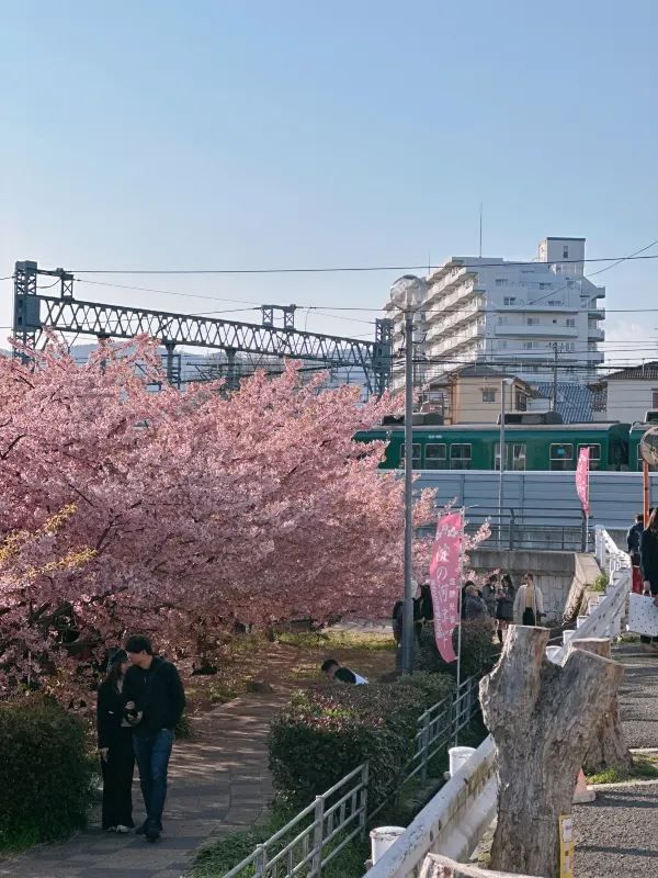 京都で楽しむ早春の桜