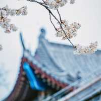 武漢櫻花季｜龍華寺的櫻花開了🌸
