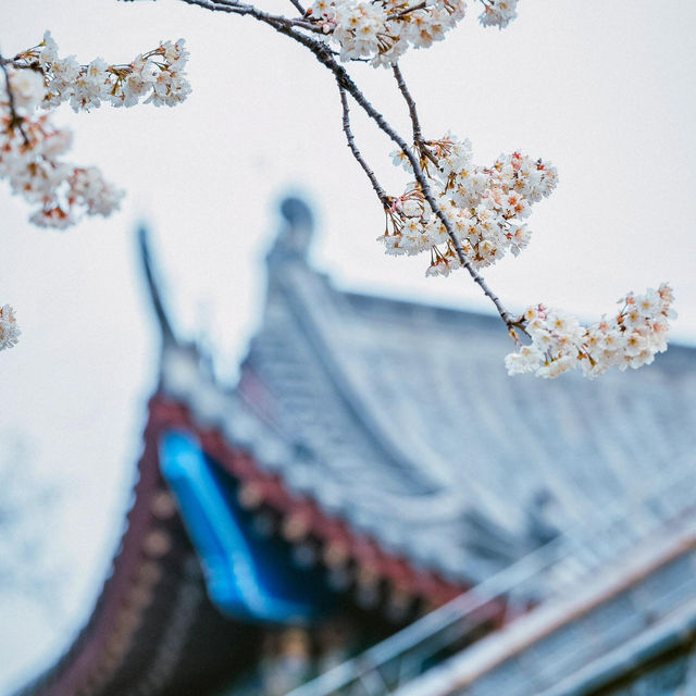 武漢櫻花季｜龍華寺的櫻花開了🌸