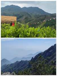 金堡山茶園爬山欣賞自然景觀別有一番情趣