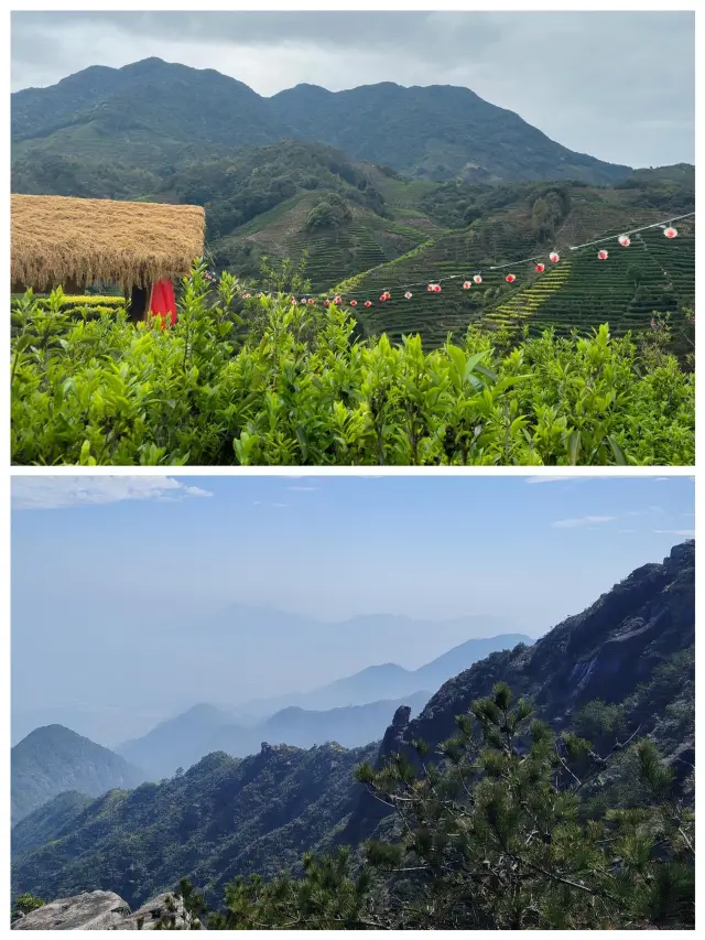 Climbing Jinbao Mountain Tea Plantation to admire the natural scenery offers a unique kind of fun.