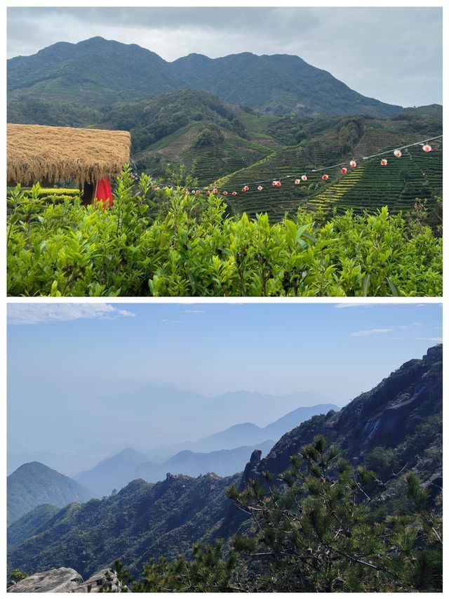 金堡山茶園爬山欣賞自然景觀別有一番情趣