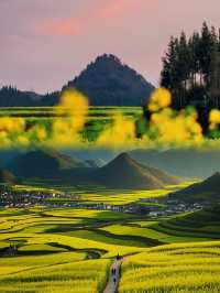 🪧雲南.羅平油菜花田