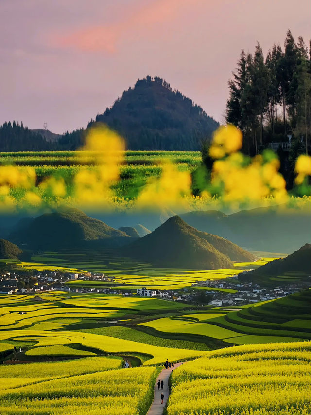 🪧雲南.羅平油菜花田