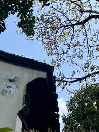 春日尋花漫步