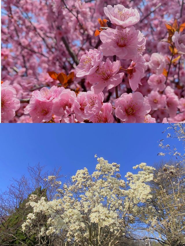 青島最全賞花攻略