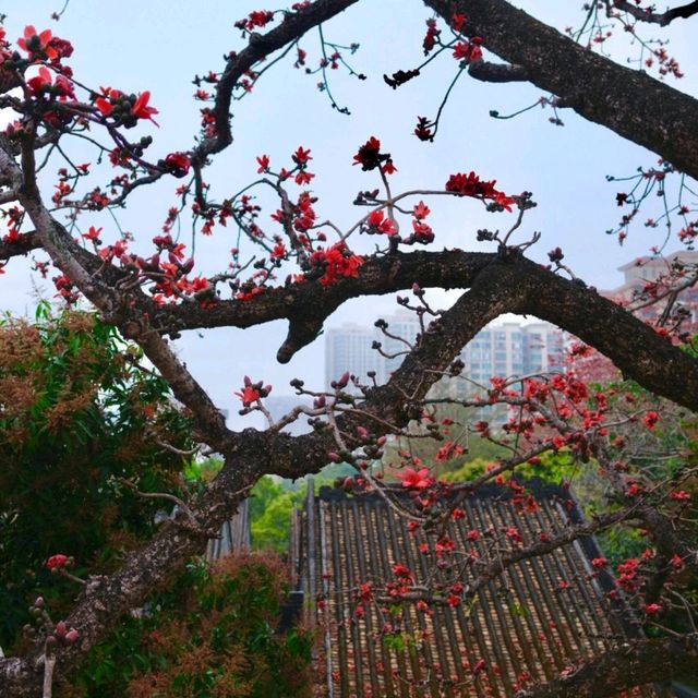 春日聚會，共賞木棉
