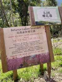 雲間櫻語，春醉司馬庫斯