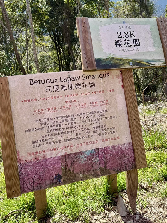 雲間櫻語，春醉司馬庫斯