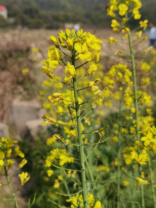 鄉間村野油菜花故