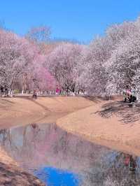 【春日限定】奧森桃花谷 花海美得令人心醉