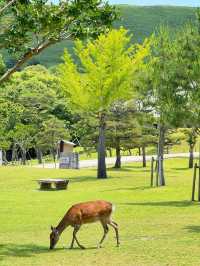 6日深度遊 解鎖日本的別樣風情
