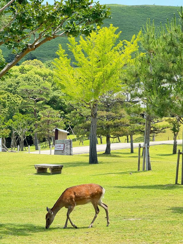 6日深度遊 解鎖日本的別樣風情