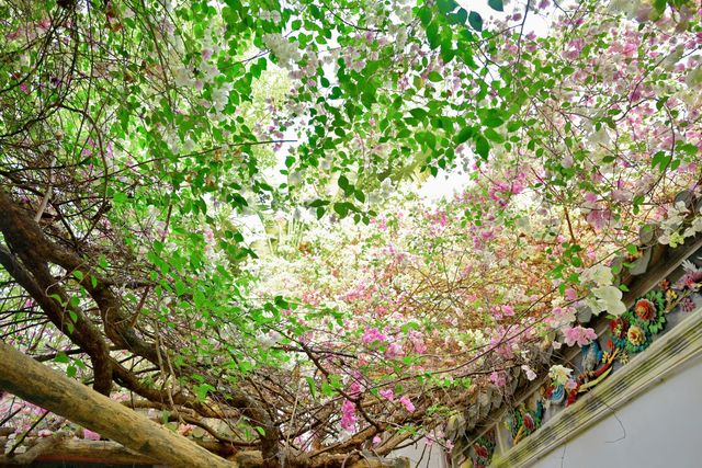 深圳園博園的簕杜鵑瀑布盛宴