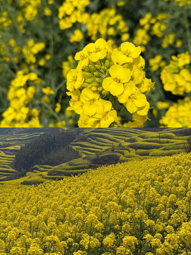 羅平賞油菜花‖打卡避坑攻略