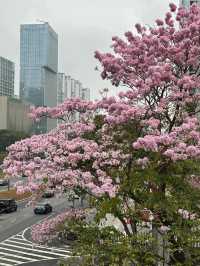 后海粉鈴，夢幻之約