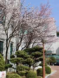 釜山大學，學府裡的櫻色流光