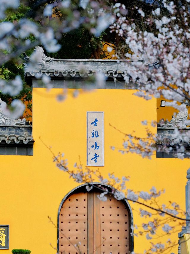春天嚟南京，千祈唔好錯過賞花citywalk嘅打卡路線！