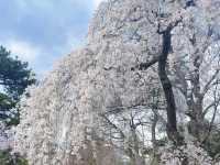 🌸京都六角堂 | 隱匿在古寺的櫻花之約
