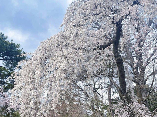🌸京都六角堂 | 隱匿在古寺的櫻花之約