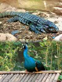 上海動物園 5 大必睇動物，萌翻你！