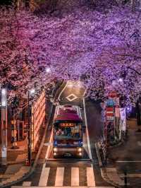  2025 年你不能錯過！東京夜櫻點燈時間大全！