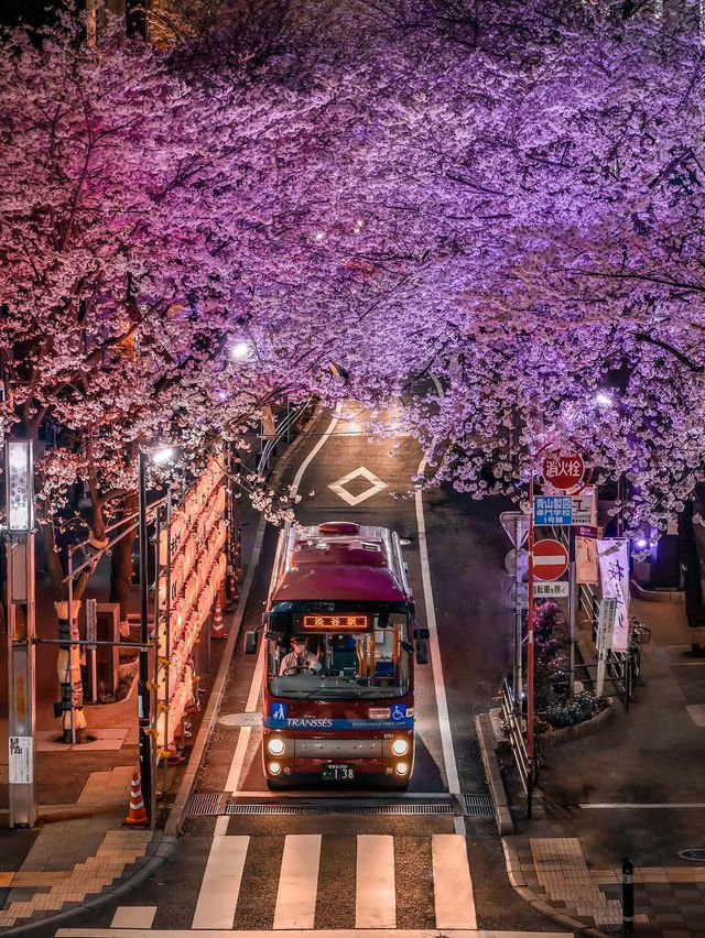 2025 年你不能錯過！東京夜櫻點燈時間大全！