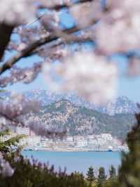 青島賞櫻全攻略：邂逅山海間嘅粉色浪漫