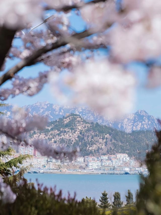 青島賞櫻全攻略：邂逅山海間嘅粉色浪漫