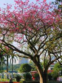 【雲台花園開箱日記｜十蚊港紙帶我入夢境，啲花靚到好唔真實】