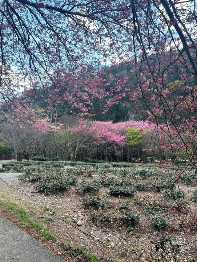 台中武陵農場！搶閘捉住粉紅櫻花尾班車🌸
