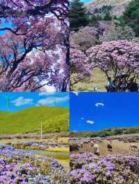 《谷克德：索瑪花盛放處的自在旅途》