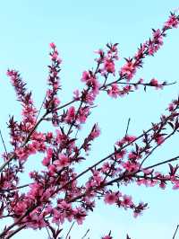 杭州春日奇遇！在東方文化公園闖入粉色桃花童話世界！