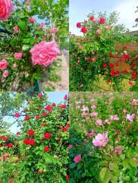 上海花木月季園3天深度遊攻略