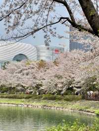 櫻雲繞水，石村湖畔的一場春夢