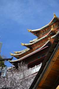 香格里拉麗江5日遊