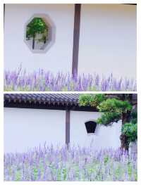 廣州竟然藏著現實版莫奈花園，美到失語！