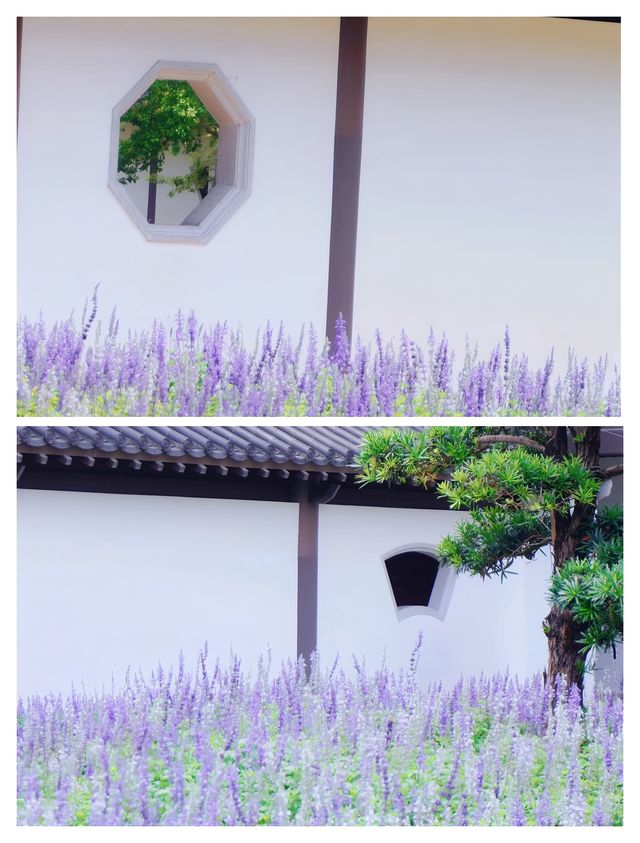 廣州竟然藏著現實版莫奈花園，美到失語！