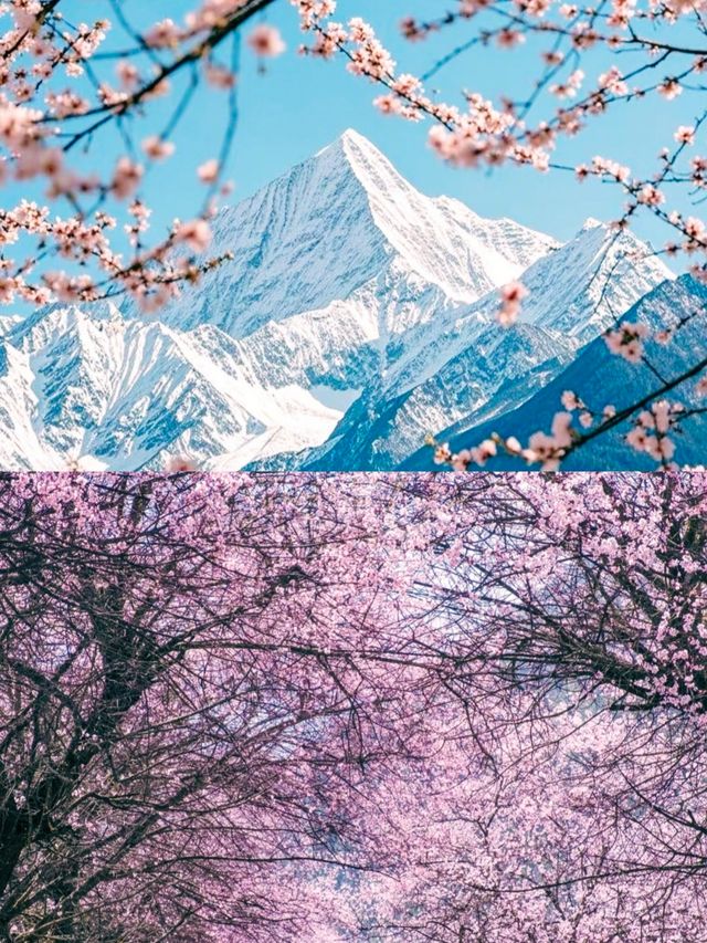 探秘林芝，遇見中國最美的春天